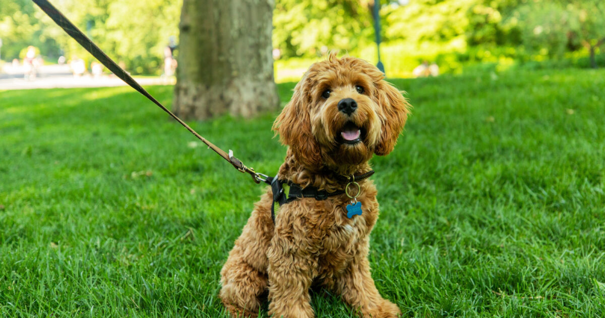 lemmikki tallentaa -lemmikki tallentaa Dog 20200609 AH9A8387 RT