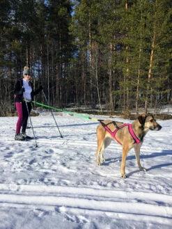 Axaeco Bikejoring / Canicross Vetoliina -lemmikki tallentaa axaeco ski joring canicross liina ax7350000000017 ax7350000000018 3