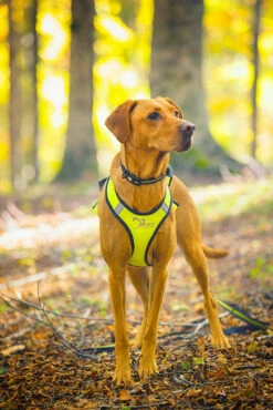 Axaeco X-Shirt Vetovaljas -lemmikki tallentaa axaeco x shirt vetovaljas 2