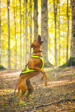 Axaeco X-Shirt Vetovaljas -lemmikki tallentaa axaeco x shirt vetovaljas 3