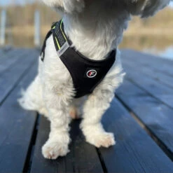 Finnero Hali Liivivaljaat Lemmikille 11 Finnero Hali Liivivaljaat Lemmikille -lemmikki tallentaa finnero hali valjaat pienelle lemmikille 5