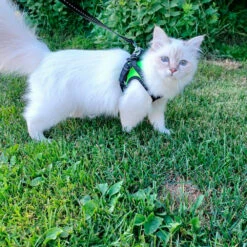 Finnero Hali Liivivaljaat Lemmikille 12 Finnero Hali Liivivaljaat Lemmikille -lemmikki tallentaa finnero hali valjaat pienelle lemmikille 6