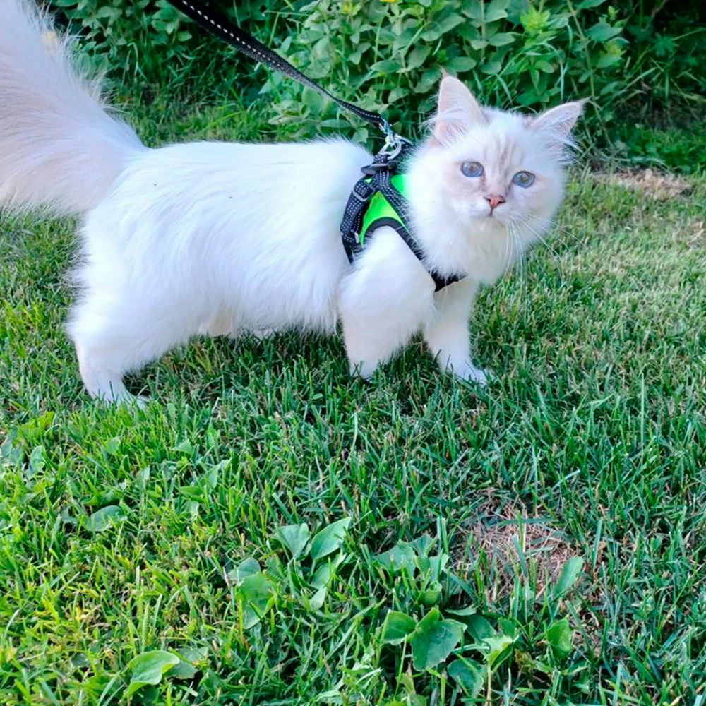 Finnero Hali Liivivaljaat Lemmikille 6 Finnero Hali Liivivaljaat Lemmikille - Image 6