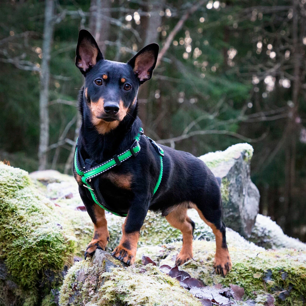 Finnero RESCUE Valjas Vihreä 2 Finnero RESCUE Valjas Vihreä - Image 2