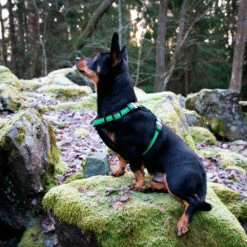 Finnero RESCUE Valjas Vihreä 6 Finnero RESCUE Valjas Vihreä -lemmikki tallentaa finnero rescue valjas vihrea fnk22053 fnk22054 fnk22055 fnk22056 3