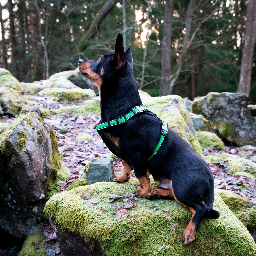 Finnero RESCUE Valjas Vihreä 3 Finnero RESCUE Valjas Vihreä - Image 3