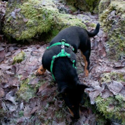 Finnero RESCUE Valjas Vihreä 7 Finnero RESCUE Valjas Vihreä -lemmikki tallentaa finnero rescue valjas vihrea fnk22053 fnk22054 fnk22055 fnk22056 4