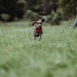 Hunter Koiran Valjas Divo 11 Hunter Koiran Valjas Divo -lemmikki tallentaa hunter koiran valjas divo puna harmaa ht67630 ht67632 ht67633 5