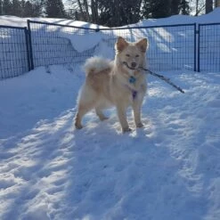 Jämpti Pro Mini Sinkitty + Maalattu Koiratarha 6 X 6 M (1 + 11, Korkeus 115 Cm) -lemmikki tallentaa jampti pro mini tummanharmaa asiakaskuva 1