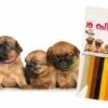 TRANSGROOM 4Pups Koiranpentujen Merkkauspannat, 12 Kpl