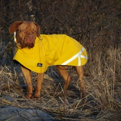 Kivalo, Koiran Sadetakki Niva -lemmikki tallentaa kivalo koiran sadetakki niva leinikki ki1638 ki1645 fiilis 4