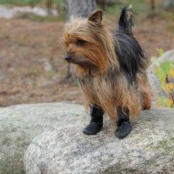 Kivalo Koiran Tossu, Polku 2 Kpl / Pkt -lemmikki tallentaa kivalo koiran tossu polku ki2022 ki2026 6