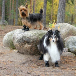 Kivalo Koiran Tossu, Polku 2 Kpl / Pkt -lemmikki tallentaa kivalo koiran tossu polku ki2022 ki2026 7