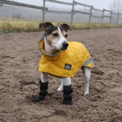 Kivalo Koiran Tossu, Polku 2 Kpl / Pkt -lemmikki tallentaa kivalo polku m niva 40cm