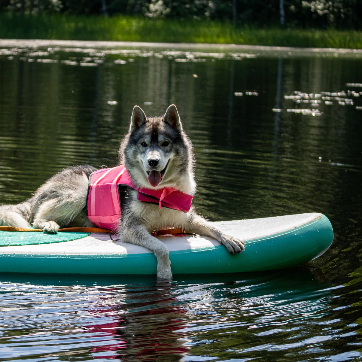 Boogie Koiran Pelastusliivi Merenneito - Eri Kokoja 3 Boogie Koiran Pelastusliivi Merenneito - Eri Kokoja - Image 3