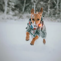 Orbiloc Dual -Turvavalo, Keltainen -lemmikki tallentaa orbiloc dual turvavalo keltainen pfc05500 4