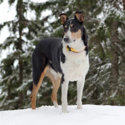 Orbiloc Dual -Turvavalo, Keltainen -lemmikki tallentaa orbiloc dual turvavalo keltainen pfc05500 5