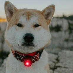 Orbiloc Dual -Turvavalo, Punainen -lemmikki tallentaa orbiloc dual turvavalo punainen pfc05501 3