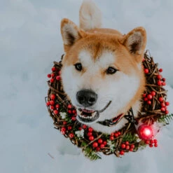 Orbiloc Dual -Turvavalo, Punainen -lemmikki tallentaa orbiloc dual turvavalo punainen pfc05501 4