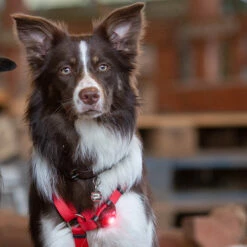 Orbiloc Dual -Turvavalo, Punainen -lemmikki tallentaa orbiloc dual turvavalo punainen pfc05501 5