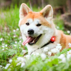 Orbiloc Dual -Turvavalo, Punainen -lemmikki tallentaa orbiloc dual turvavalo punainen pfc05501 6