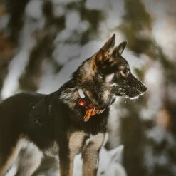 Orbiloc Dual -Turvavalo, Punainen -lemmikki tallentaa orbiloc dual turvavalo punainen pfc05501 7