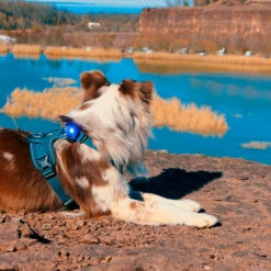 Orbiloc Dual -Turvavalo, Sininen -lemmikki tallentaa orbiloc dual turvavalo sininen pfc05502 3