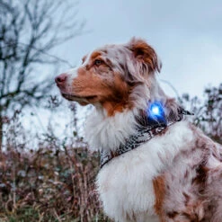 Orbiloc Dual -Turvavalo, Sininen -lemmikki tallentaa orbiloc dual turvavalo sininen pfc05502 5