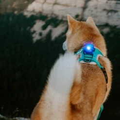 Orbiloc Dual -Turvavalo, Sininen -lemmikki tallentaa orbiloc dual turvavalo sininen pfc05502 6