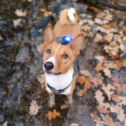 Orbiloc Dual -Turvavalo, Sininen -lemmikki tallentaa orbiloc dual turvavalo sininen pfc05502 7
