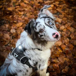 Orbiloc Dual -Turvavalo, Tumma -lemmikki tallentaa orbiloc dual turvavalo tumma orb108 3