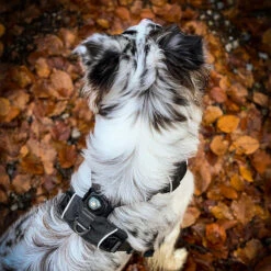 Orbiloc Dual -Turvavalo, Tumma -lemmikki tallentaa orbiloc dual turvavalo tumma orb108 4