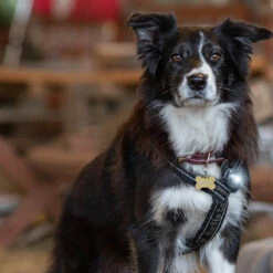 Orbiloc Dual -Turvavalo, Tumma -lemmikki tallentaa orbiloc dual turvavalo tumma orb108 5