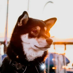 Orbiloc Dual -Turvavalo, Tumma -lemmikki tallentaa orbiloc dual turvavalo tumma orb108 6