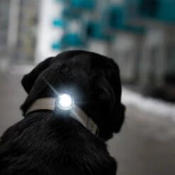 Orbiloc Dual -Turvavalo, Tumma -lemmikki tallentaa orbiloc dual turvavalo tumma orb108 7