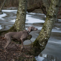 Orbiloc Dual -Turvavalo, Tumma -lemmikki tallentaa orbiloc dual turvavalo tumma orb108 8