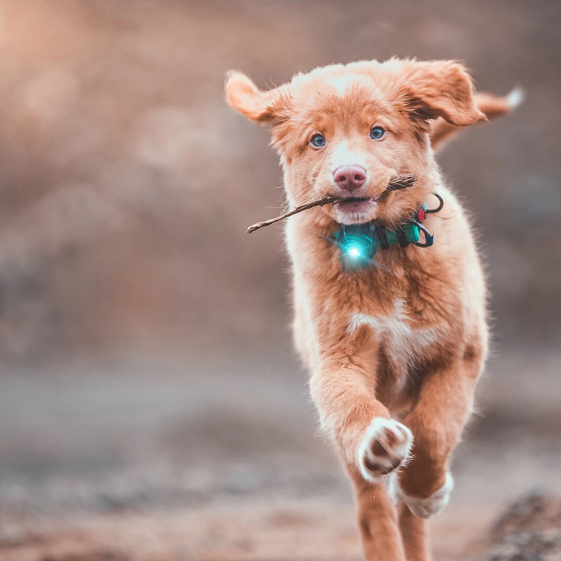 Orbiloc Dual -Turvavalo, Turkoosi 2 Orbiloc Dual -Turvavalo, Turkoosi - Image 2