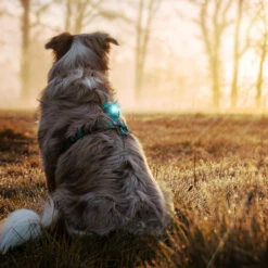 Orbiloc Dual -Turvavalo, Turkoosi 10 Orbiloc Dual -Turvavalo, Turkoosi -lemmikki tallentaa orbiloc dual turvavalo turkoosi pfc05513 4