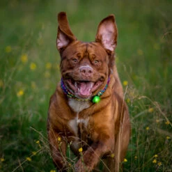Orbiloc Dual -Turvavalo, Vihreä 14 Orbiloc Dual -Turvavalo, Vihreä -lemmikki tallentaa orbiloc dual turvavalo vihrea pfc05503 5