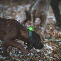 Orbiloc Dual -Turvavalo, Vihreä 15 Orbiloc Dual -Turvavalo, Vihreä -lemmikki tallentaa orbiloc dual turvavalo vihrea pfc05503 7