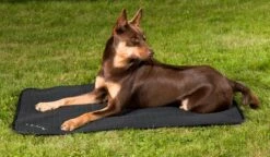 Back On Track Koiranpeti, Tikattu 100 X 68 Cm