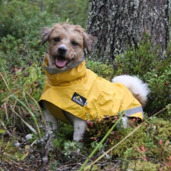 Kivalo, Koiran Sadetakki Niva -lemmikki tallentaa rolle kivalo niva leinikki 40cm3 web