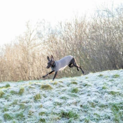 Trixie Kenton Neulepusero -lemmikki tallentaa trixie kenton neulepusero tr680000 tr680050 12