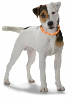 Yukon Valopanta Koiralle (20-70 Cm) - Eri Värejä