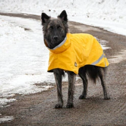 Kivalo, Koiran Sadetakki Niva -lemmikki tallentaa vipstore P1550 13 1