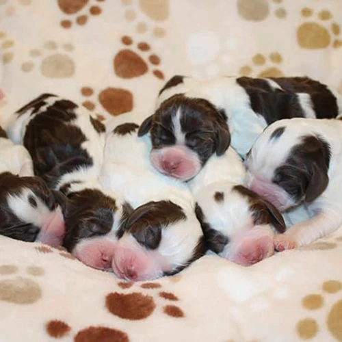 Pasadena Koiran Makuualusta, Paw Prints 3 Pasadena Koiran Makuualusta, Paw Prints - Image 3